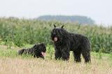 BOUVIER DES FLANDRES 417